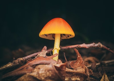 图聚科技